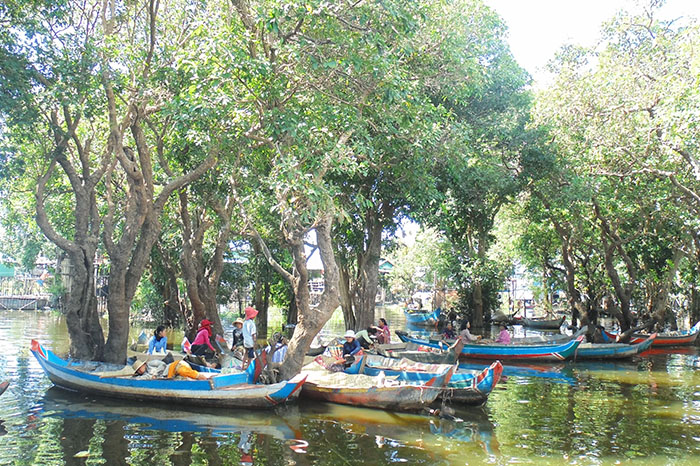 Kompong Phluk Mangrove