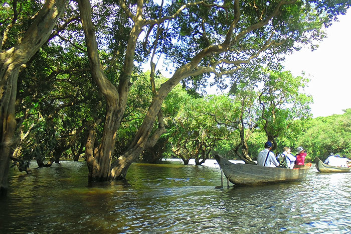 Kompong Phluk Mangrove