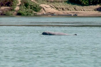 irrawaddy-mekong-dolphin