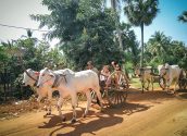 oxcart-ride-at-bakong-temple