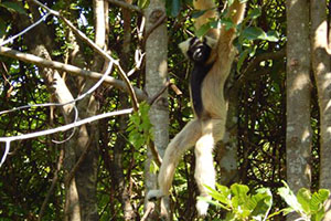 Angkor Centre for Conservation of Biodiversity