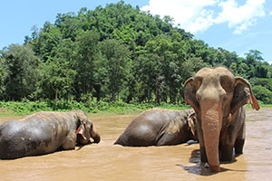 Elephant Nature Park