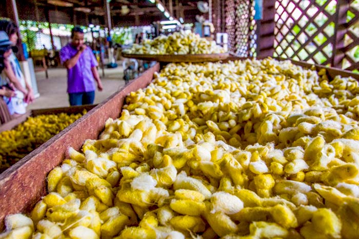 Pouk Silk Farm