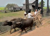 Countryside Village Oxcart Ride