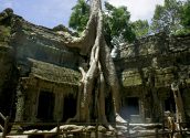 Ta-Prohm-Temple