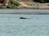 Irrawaddy Mekong Dolphin